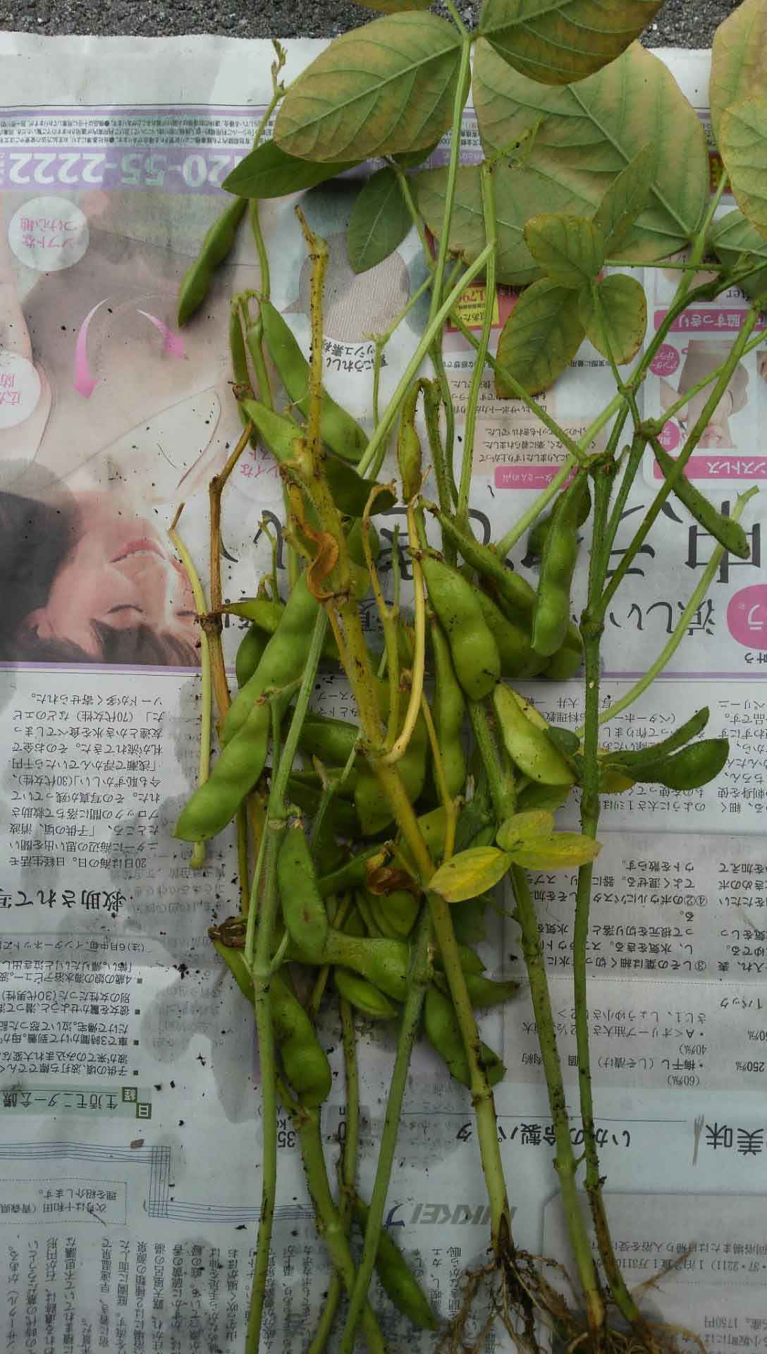 H27-edamame-6.jpg