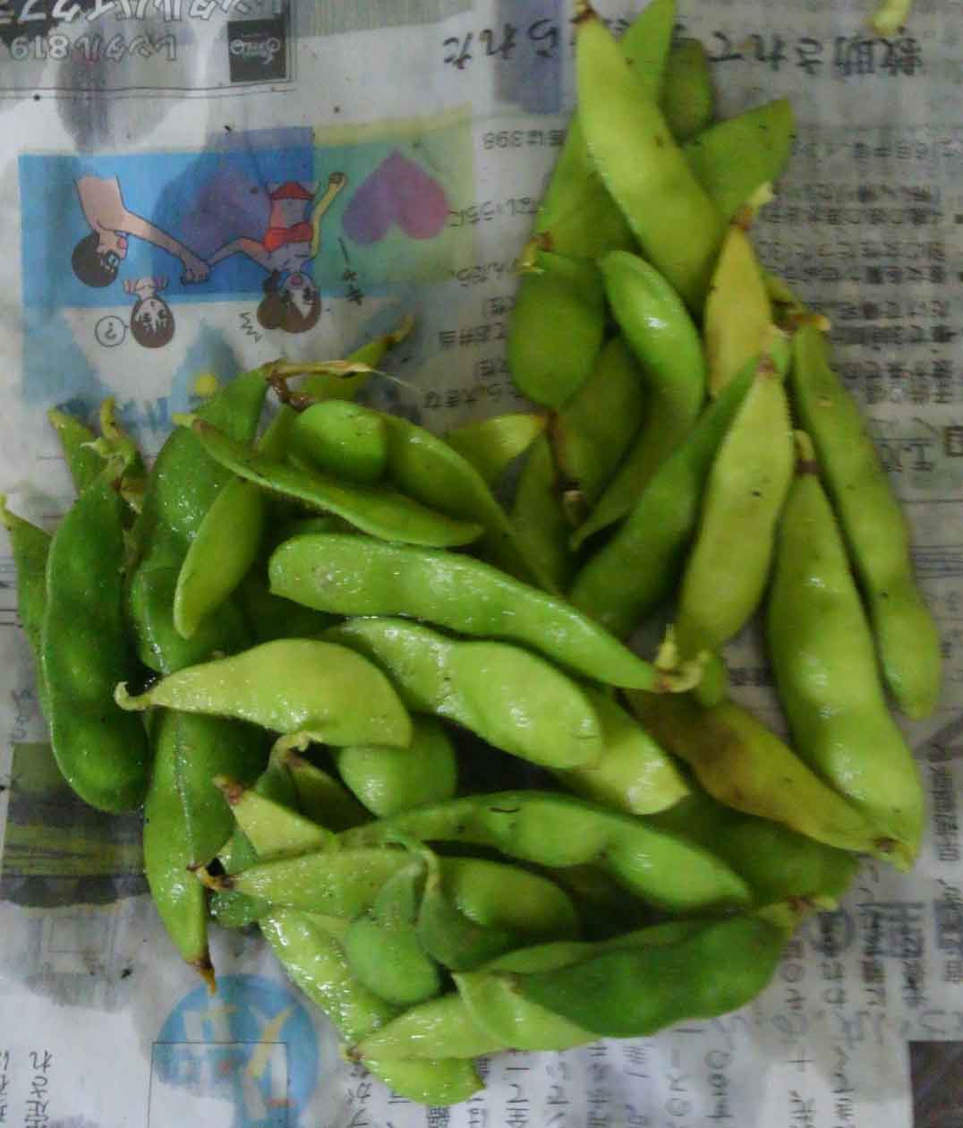 H27-edamame-7.jpg